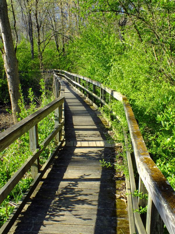 Footbridge through woodland
